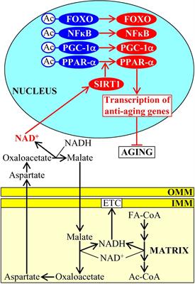 Mechanisms Through Which Some Mitochondria-Generated Metabolites Act as Second Messengers That Are Essential Contributors to the Aging Process in Eukaryotes Across Phyla